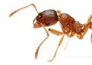 فوری؛ سم مورچه آتشین درمانی برای بیماری پسوریازیس