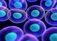 نقش سلول های بنیادی در درمان بیماری پسوریازیس